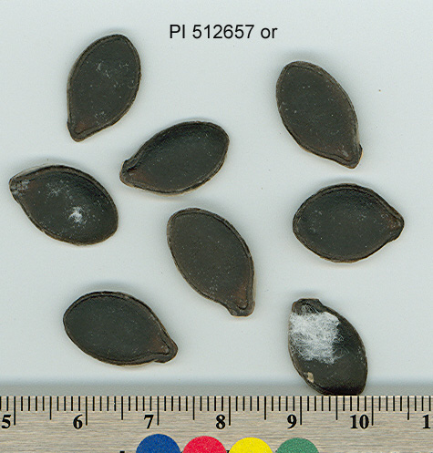 SEED