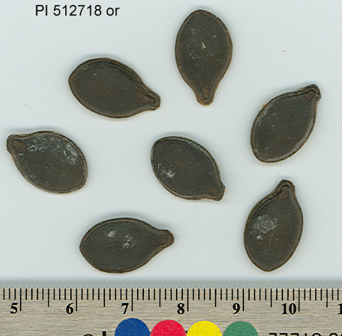 SEED