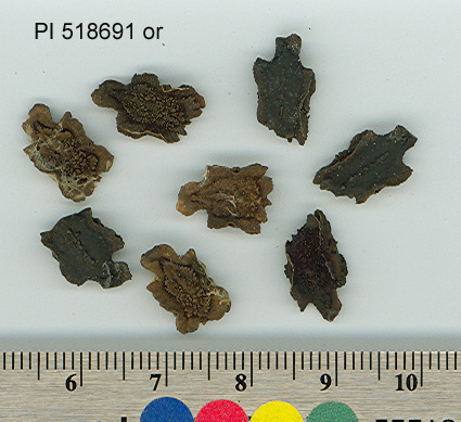 SEED