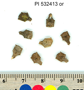 SEED