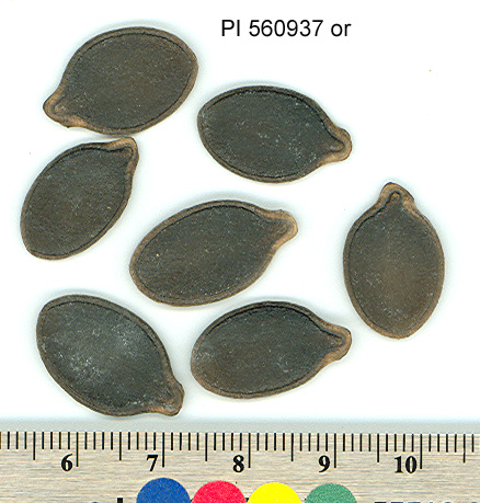 SEED