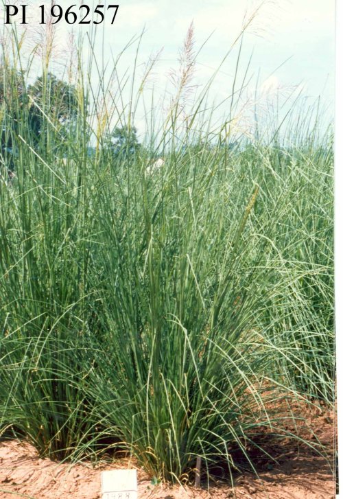Click for 1 image(s) for this accession. PLANT