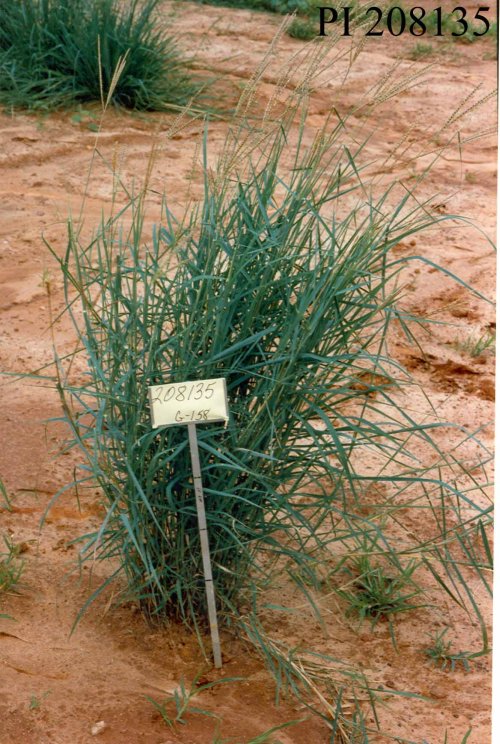 Click for 1 image(s) for this accession. PLANT