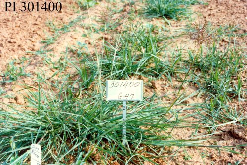 PLANT