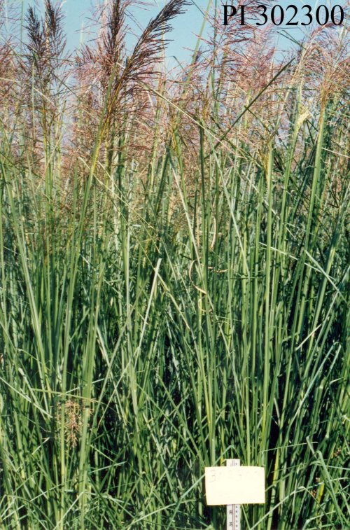 Click for 1 image(s) for this accession. PLANT