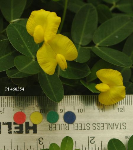 Click for 2 image(s) for this accession. FLOWER