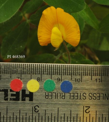Click for 1 image(s) for this accession. FLOWER