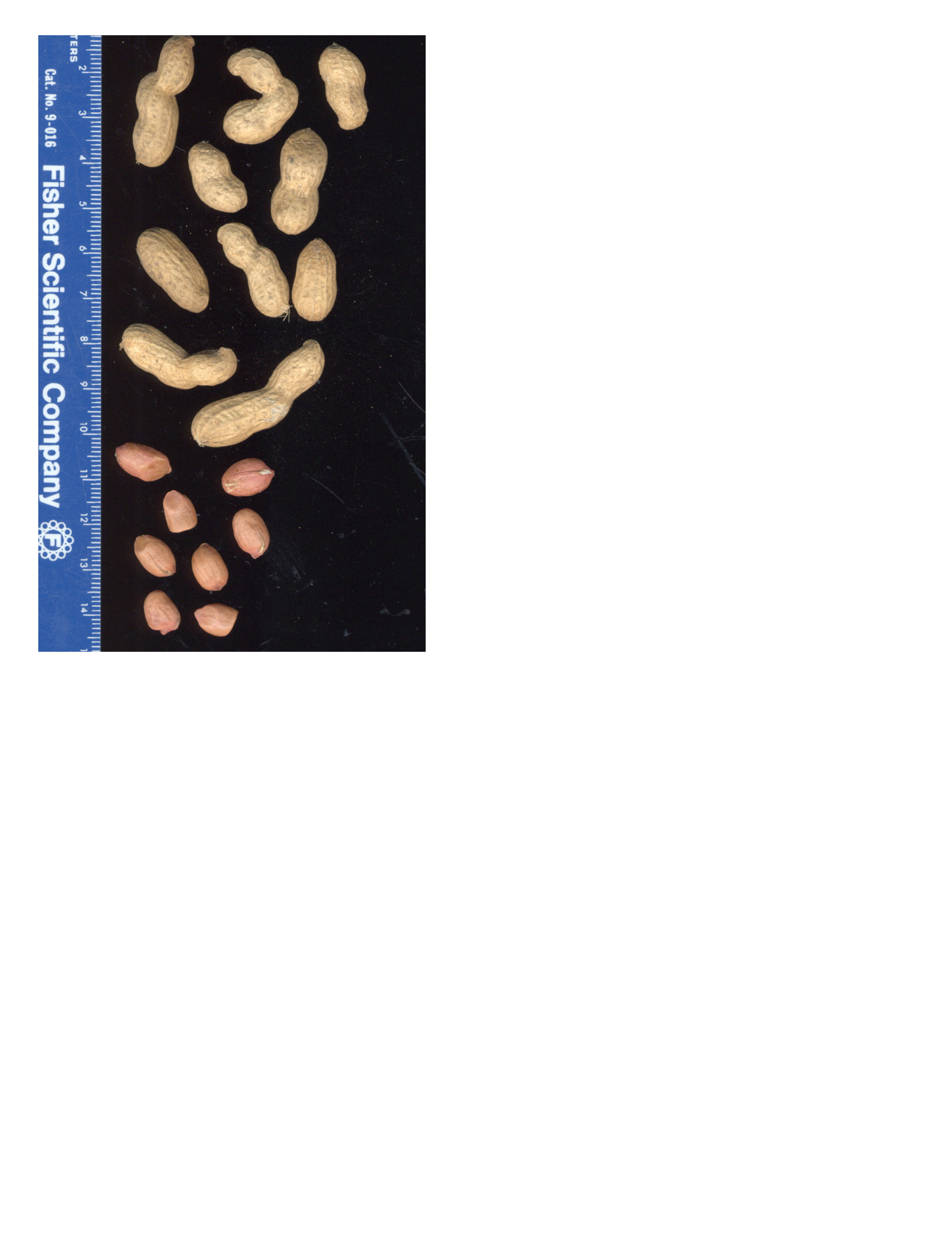 Click for 2 image(s) for this accession. POD