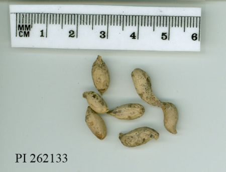 Click for 1 image(s) for this accession. POD