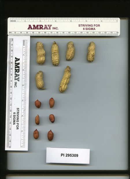 Click for 2 image(s) for this accession. POD
