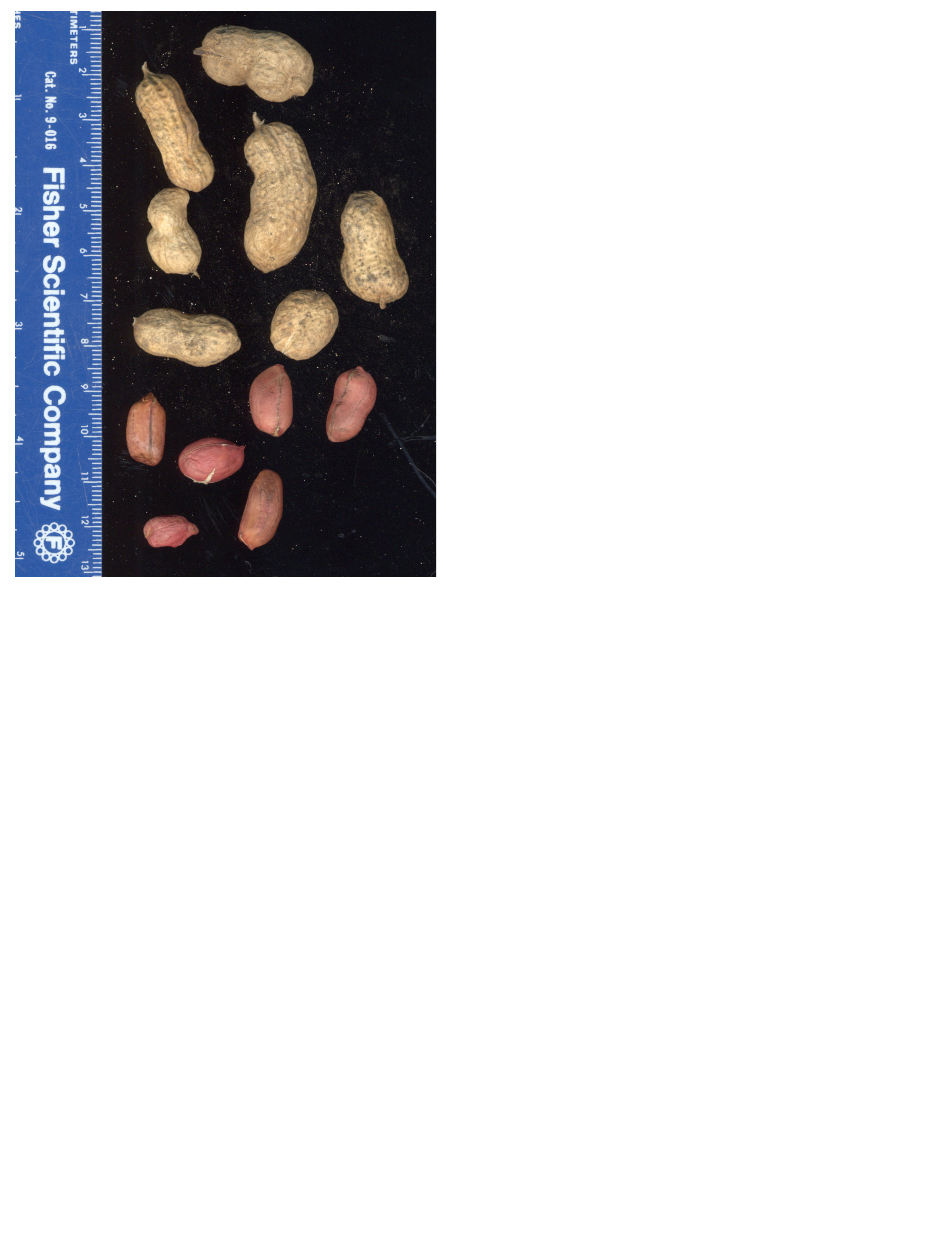 Click for 2 image(s) for this accession. POD