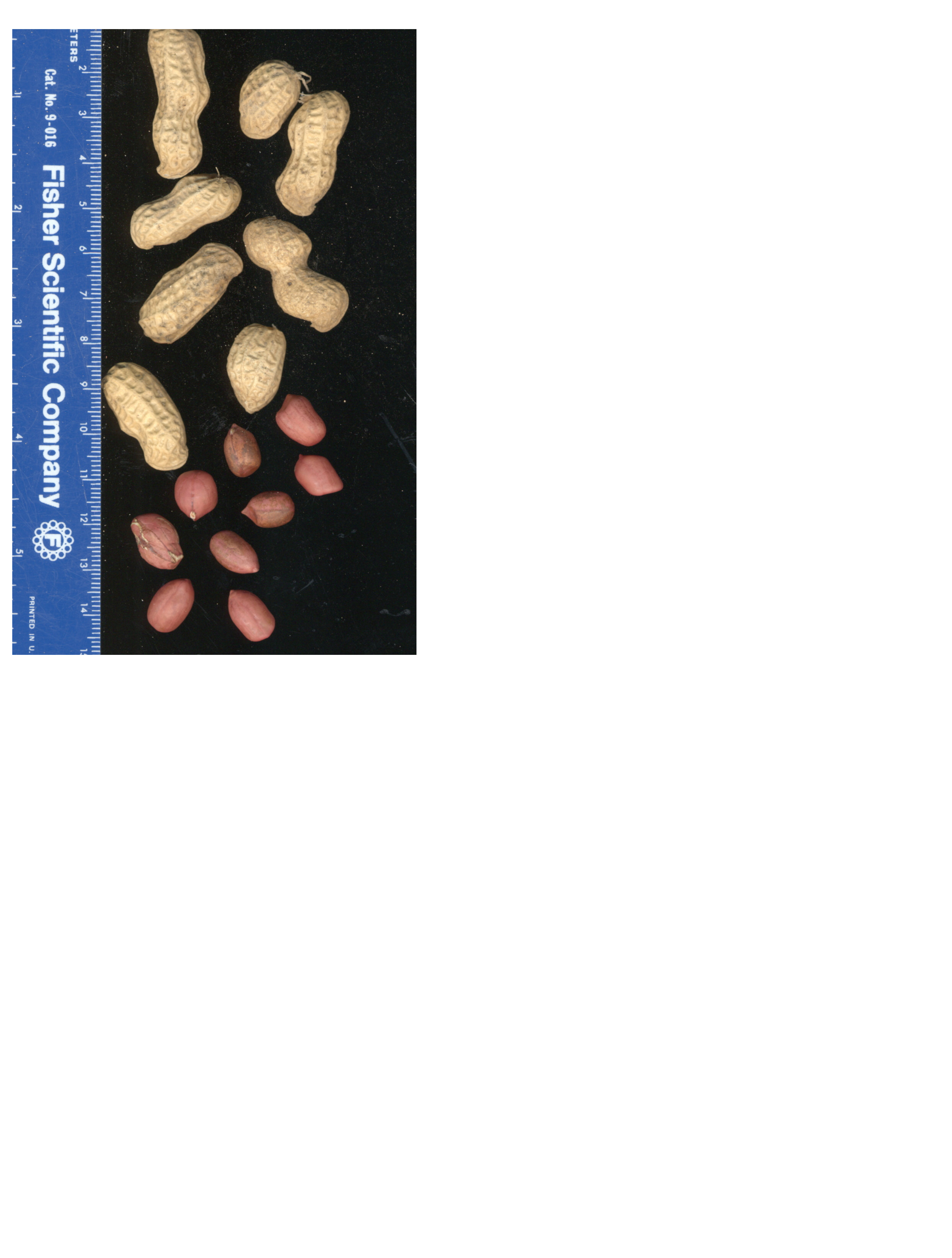 Click for 2 image(s) for this accession. POD
