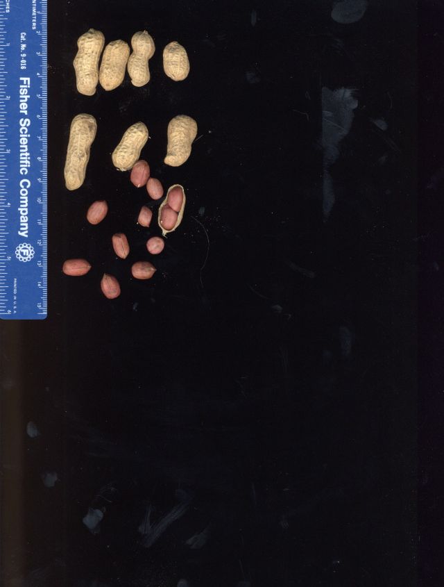 Click for 2 image(s) for this accession. POD