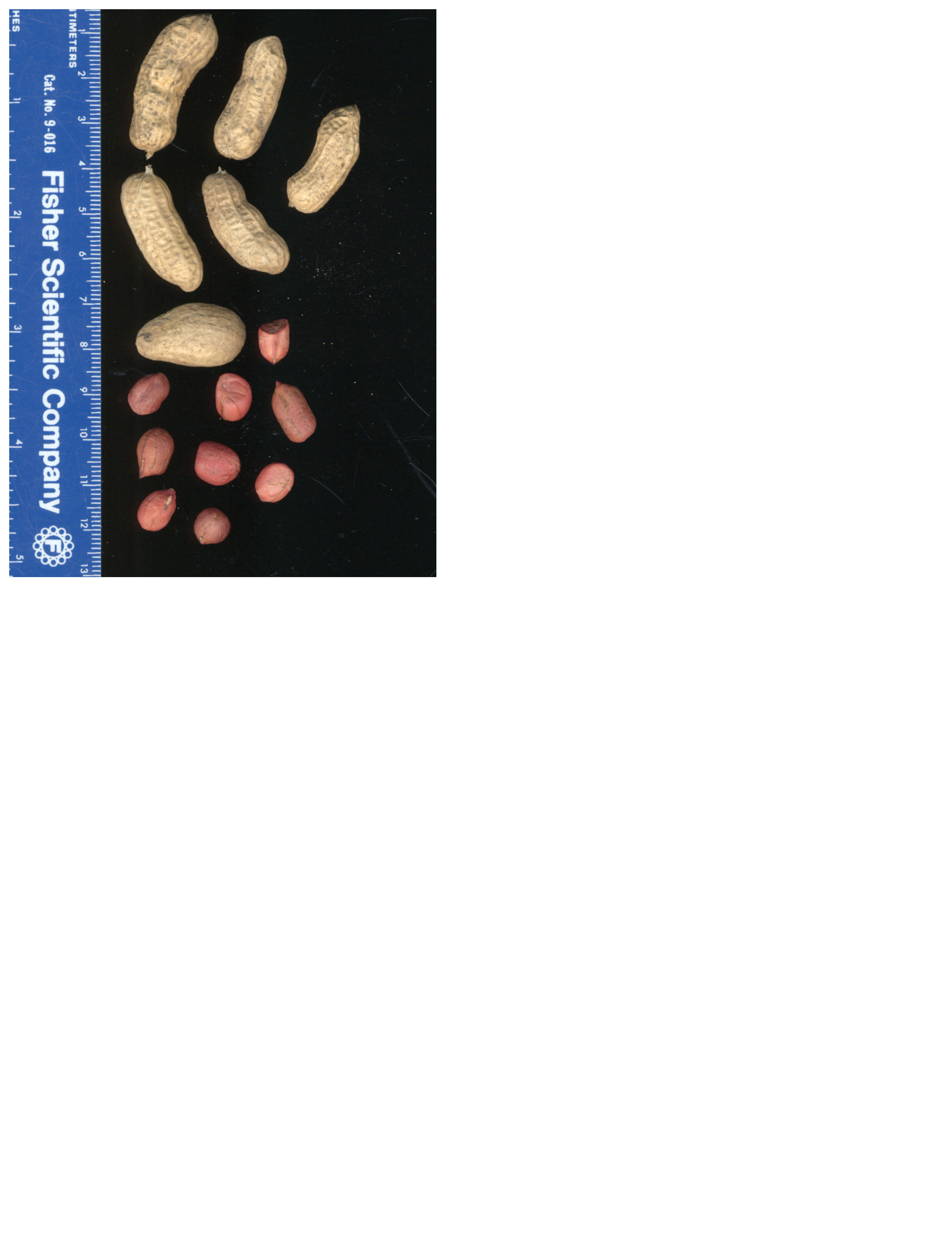 Click for 2 image(s) for this accession. POD