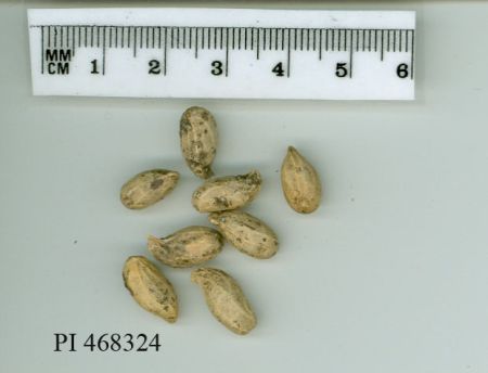POD