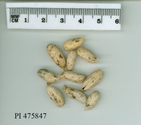 Click for 1 image(s) for this accession. POD