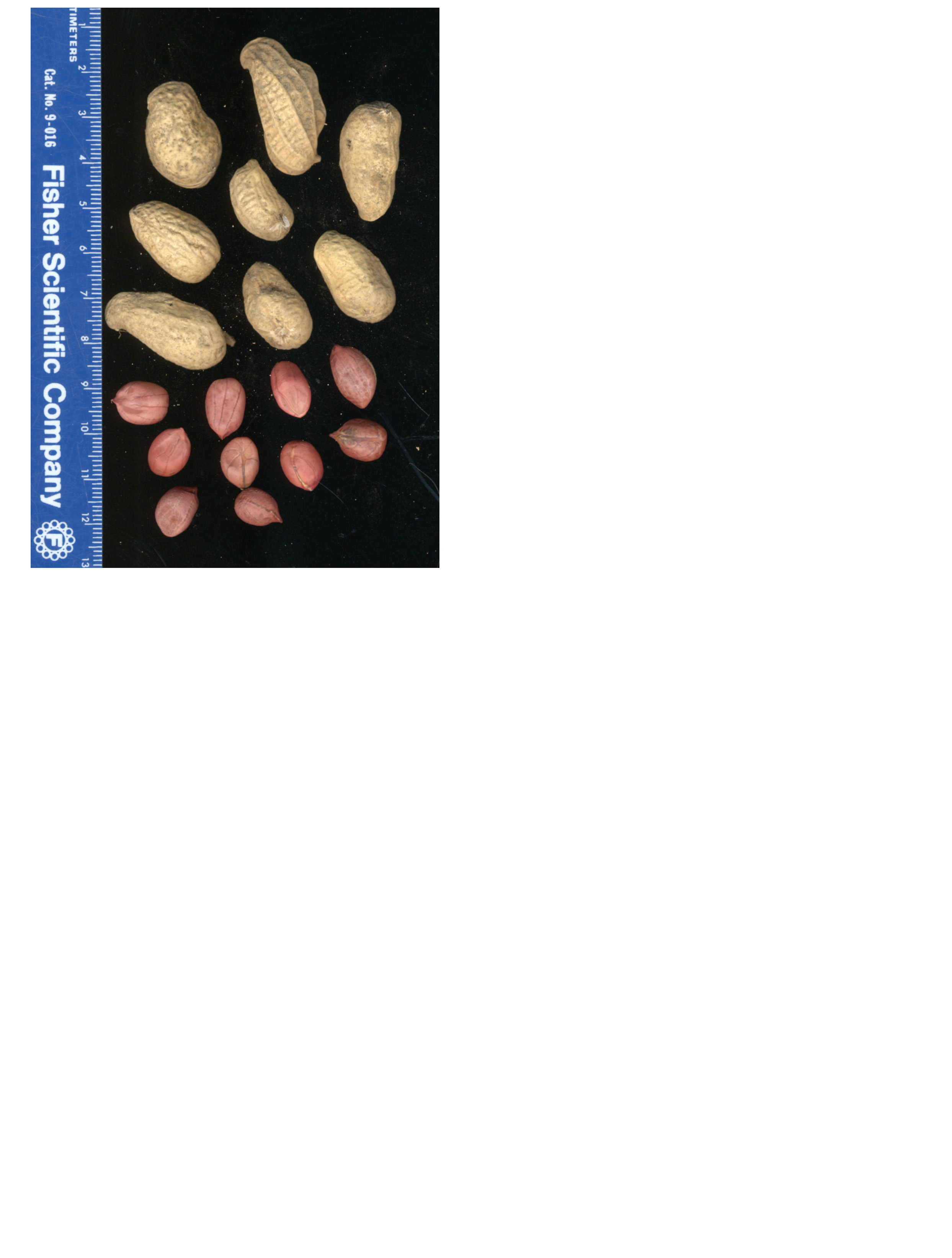 Click for 2 image(s) for this accession. POD