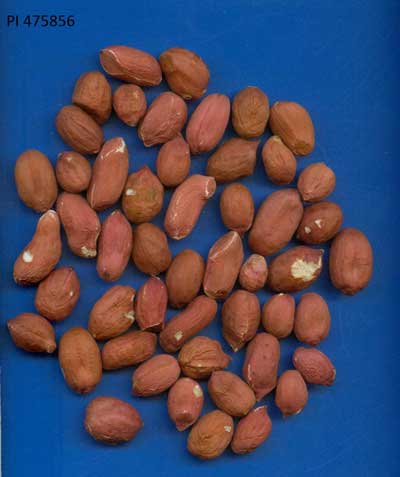Click for 2 image(s) for this accession. POD