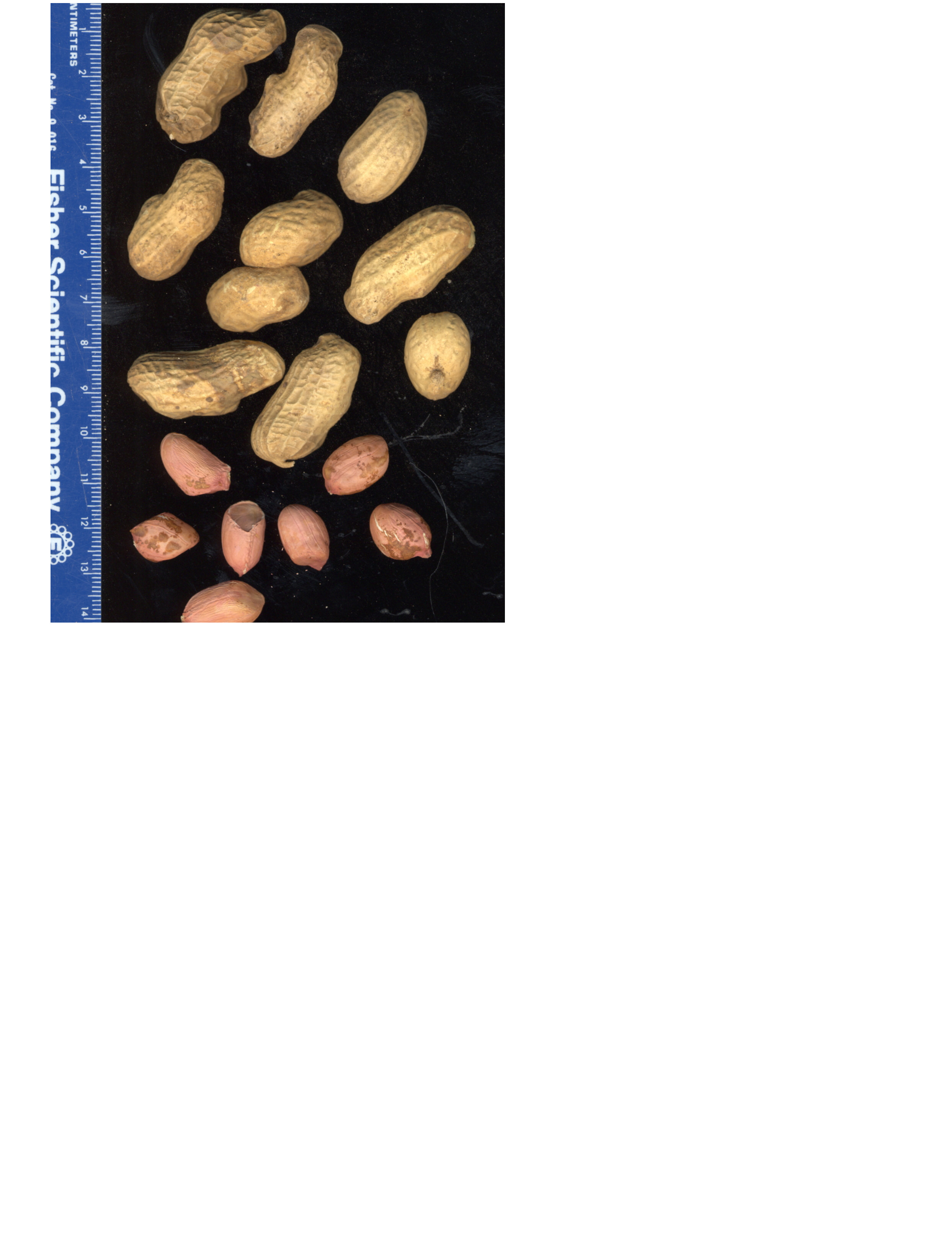 Click for 2 image(s) for this accession. POD
