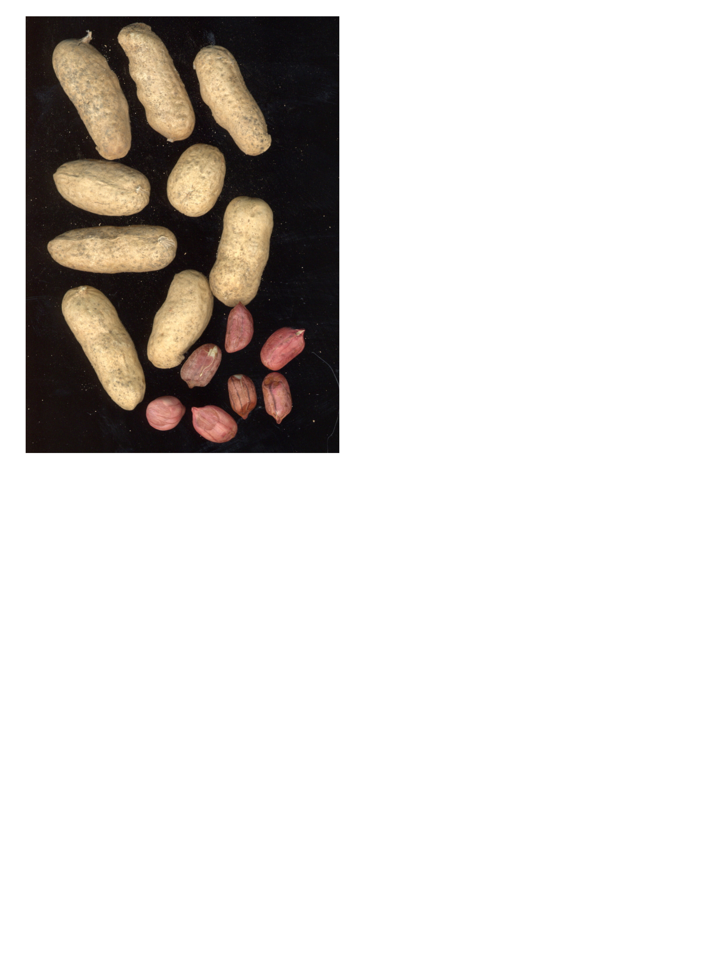 Click for 2 image(s) for this accession. POD