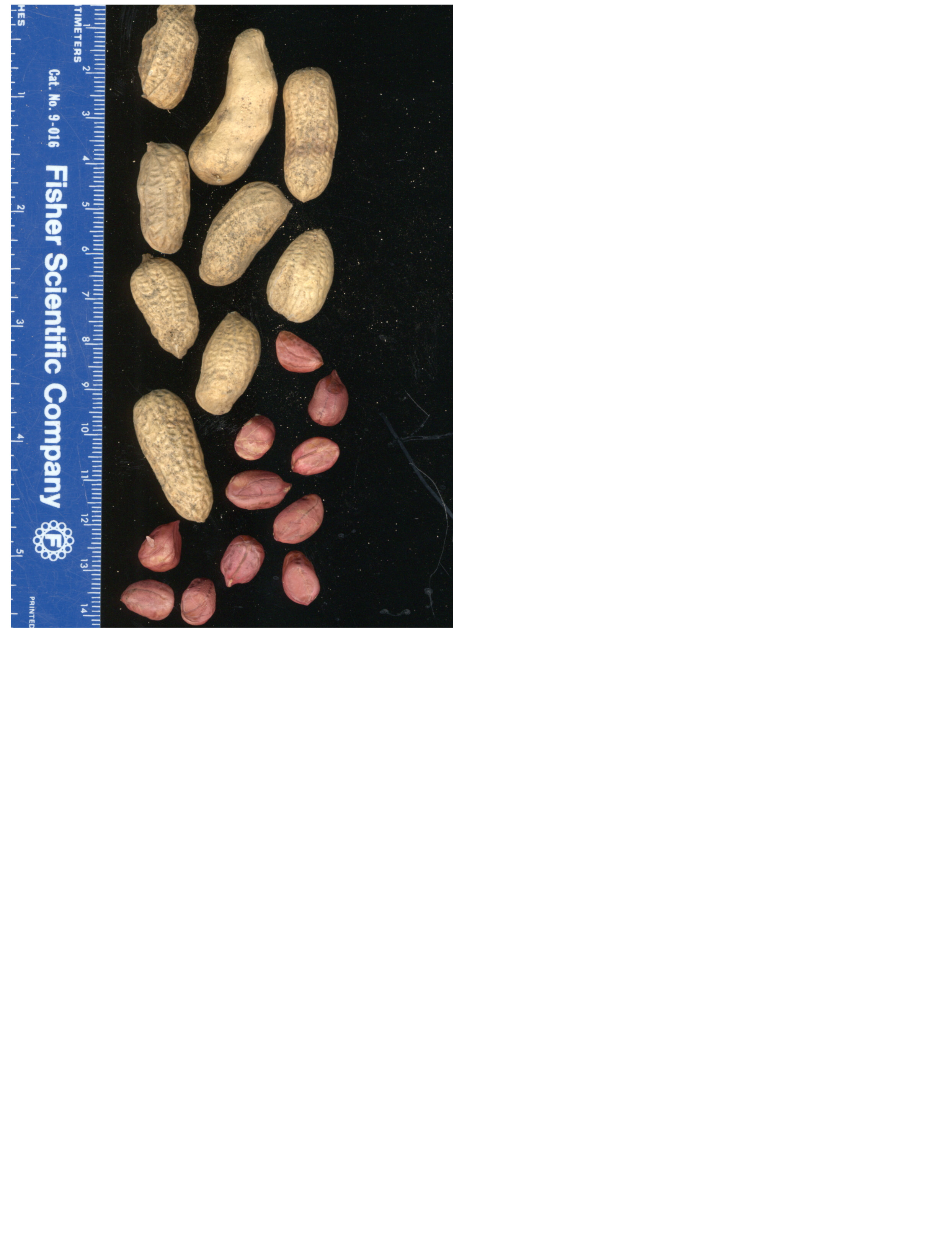 Click for 2 image(s) for this accession. POD