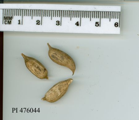 POD