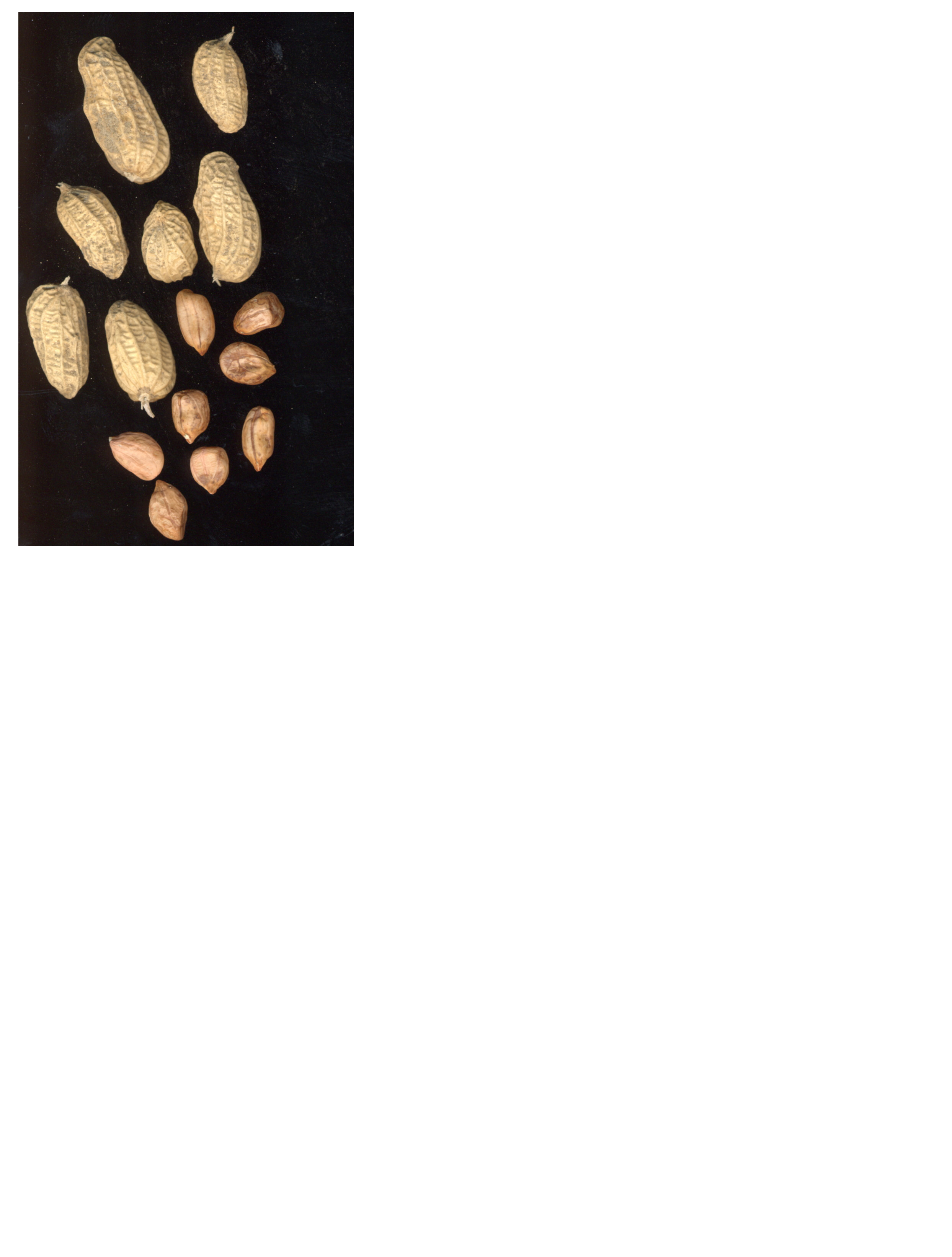 Click for 2 image(s) for this accession. POD