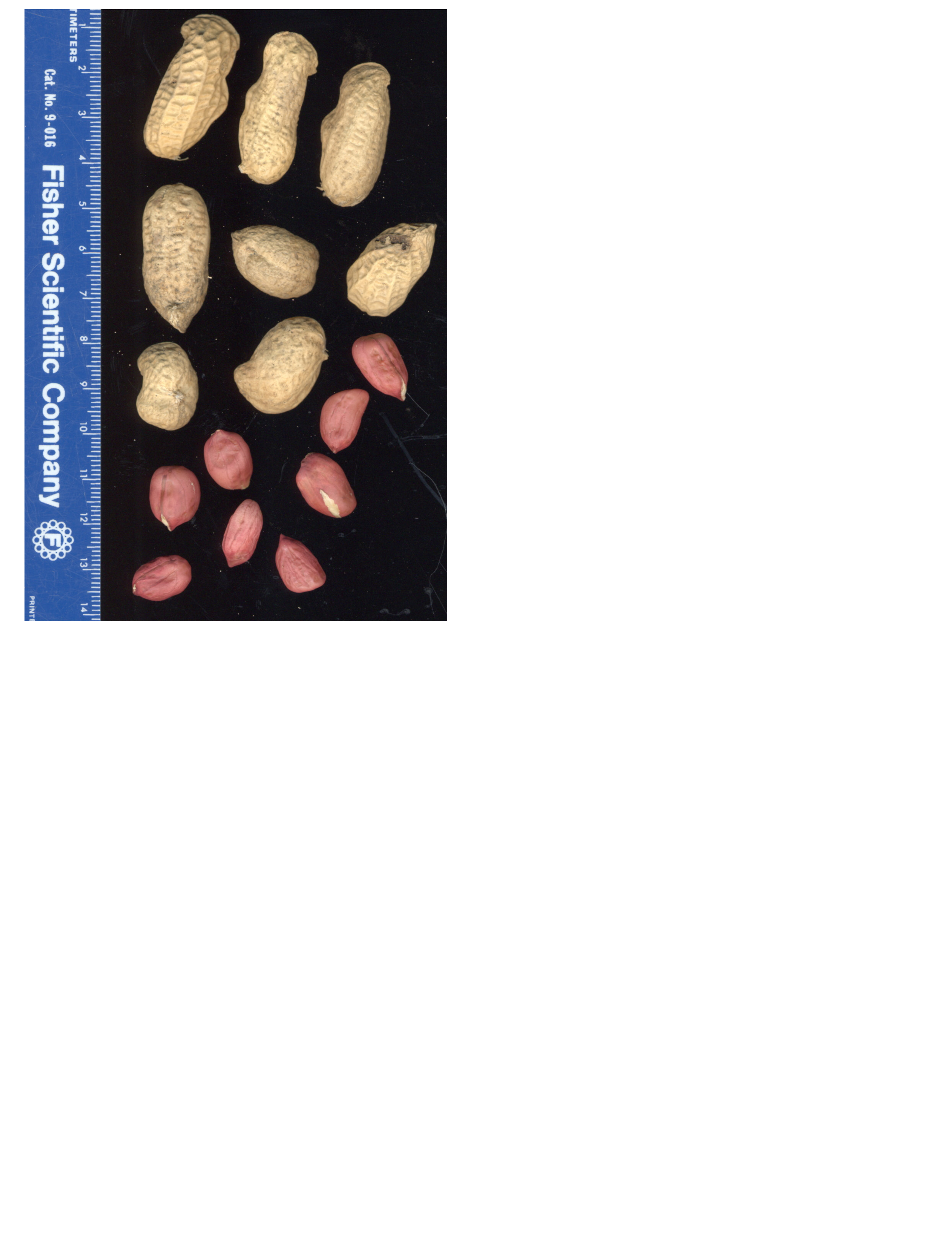 Click for 2 image(s) for this accession. POD