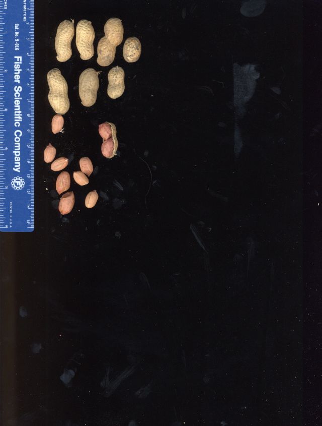 Click for 2 image(s) for this accession. POD