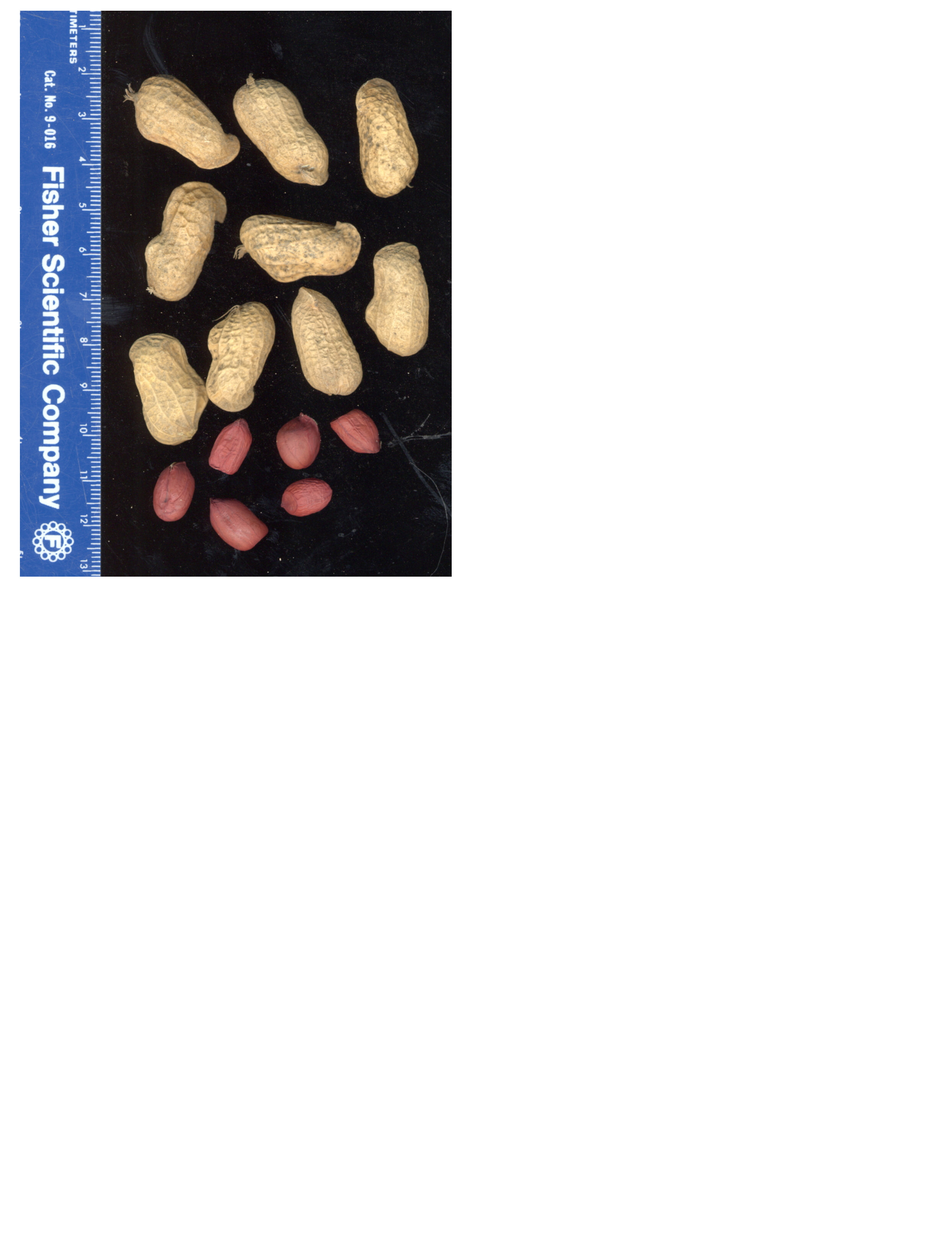 Click for 2 image(s) for this accession. POD