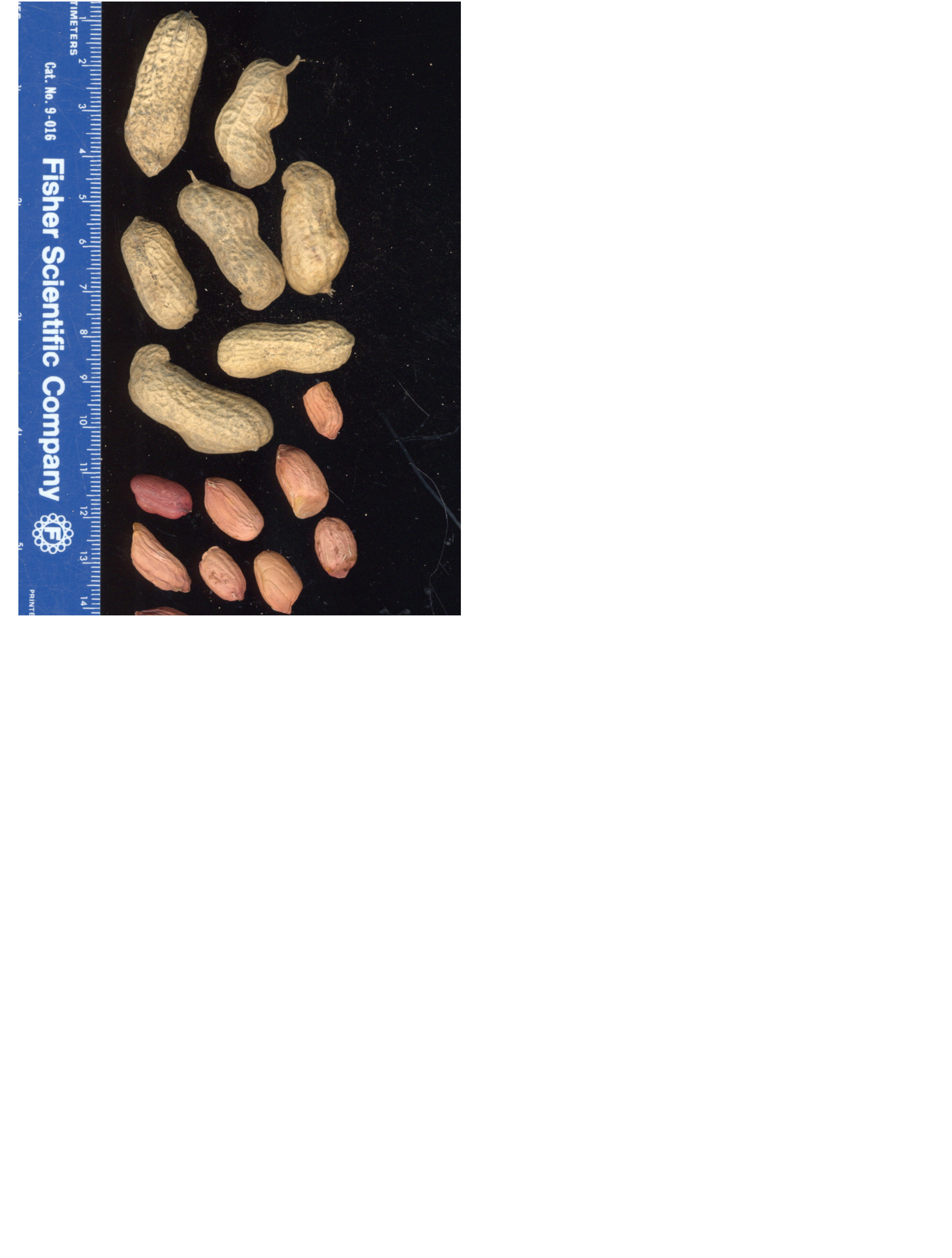 Click for 2 image(s) for this accession. POD