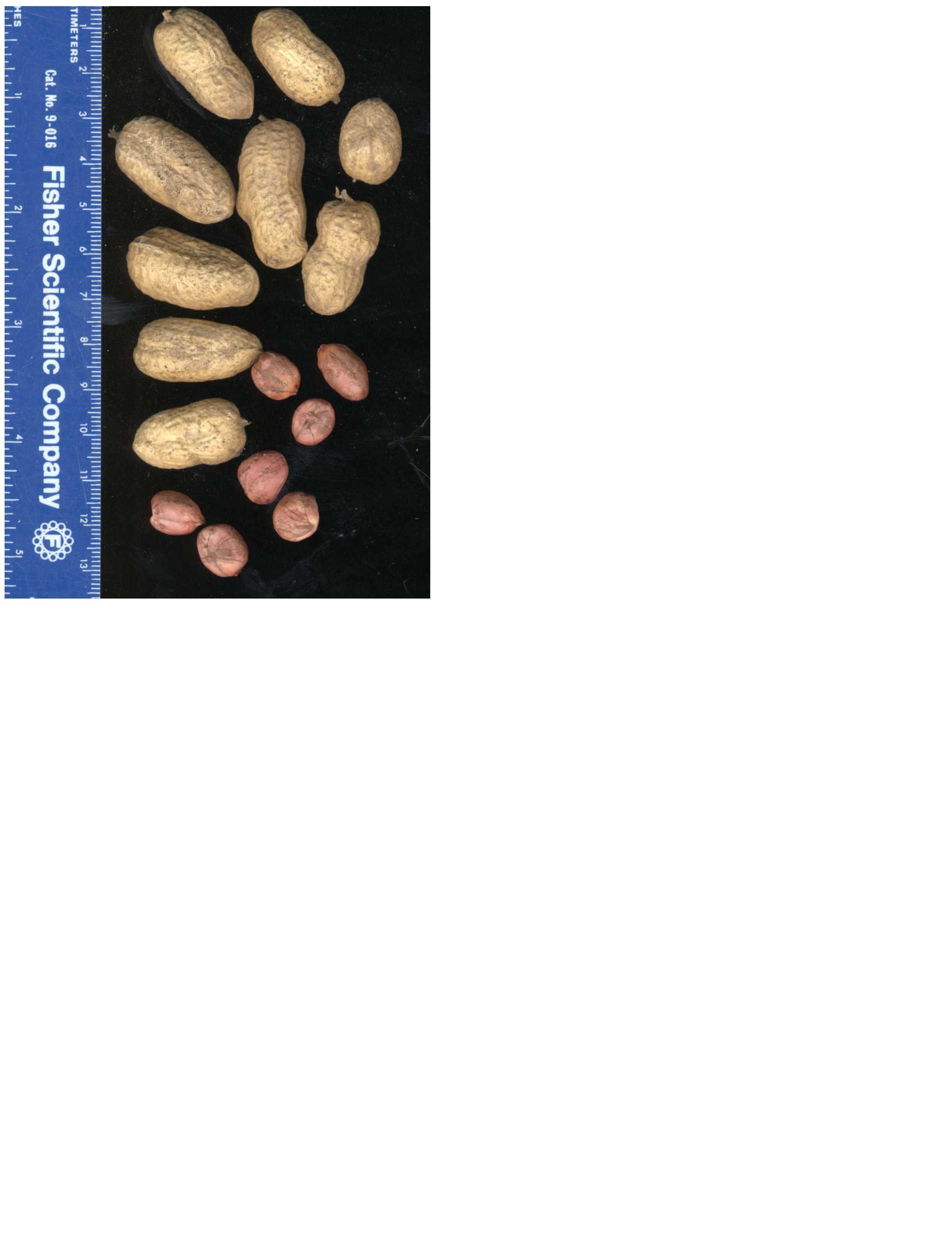 Click for 2 image(s) for this accession. POD
