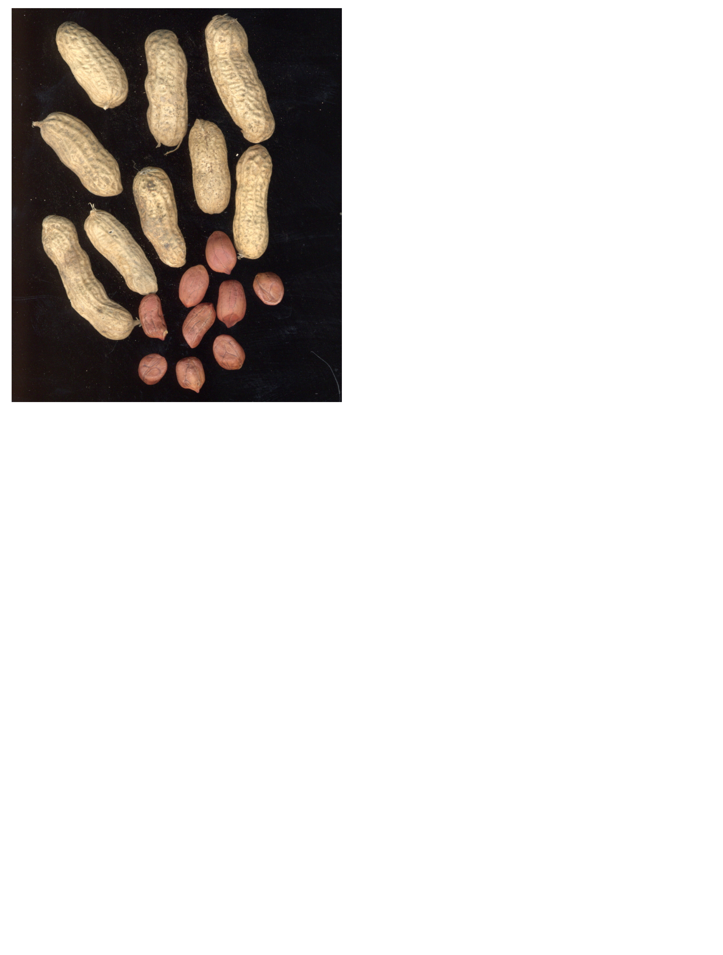 Click for 2 image(s) for this accession. POD