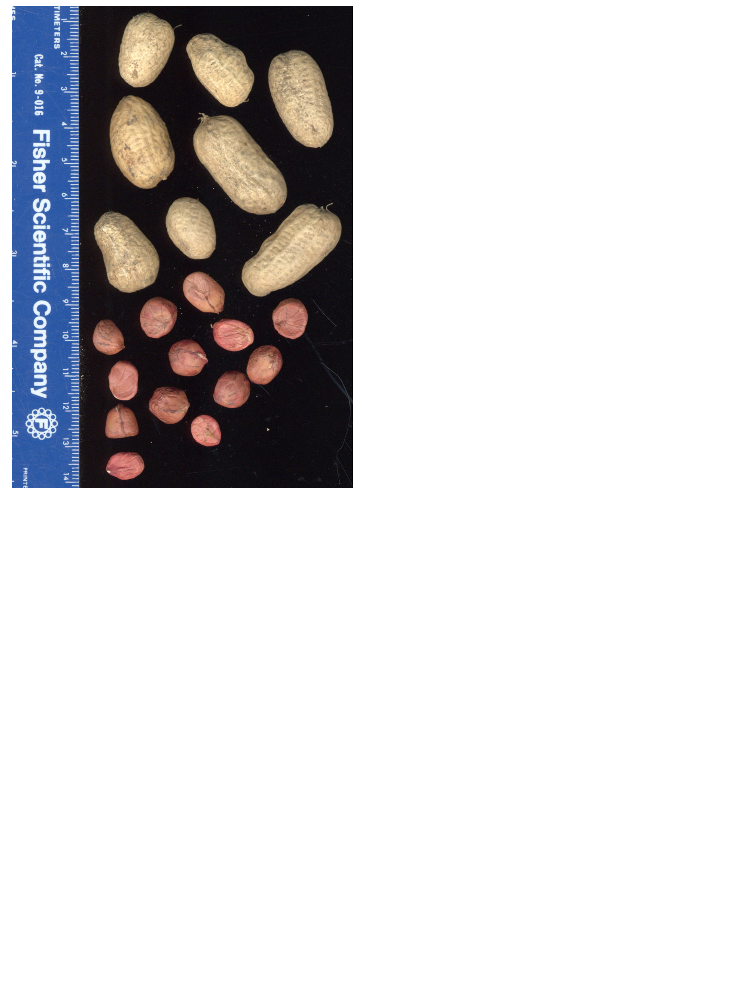 Click for 2 image(s) for this accession. POD