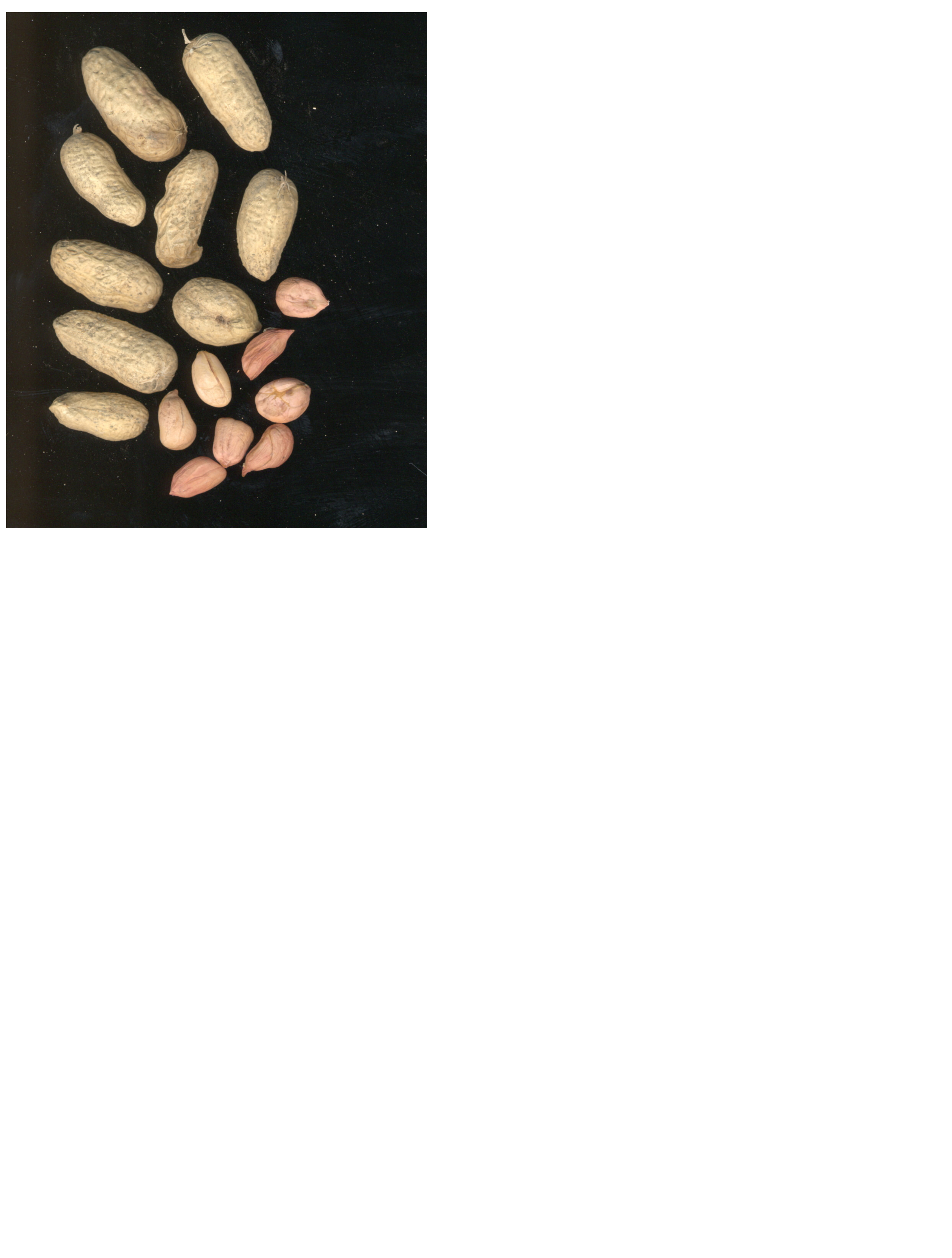 Click for 2 image(s) for this accession. POD