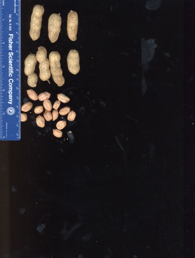Click for 2 image(s) for this accession. POD