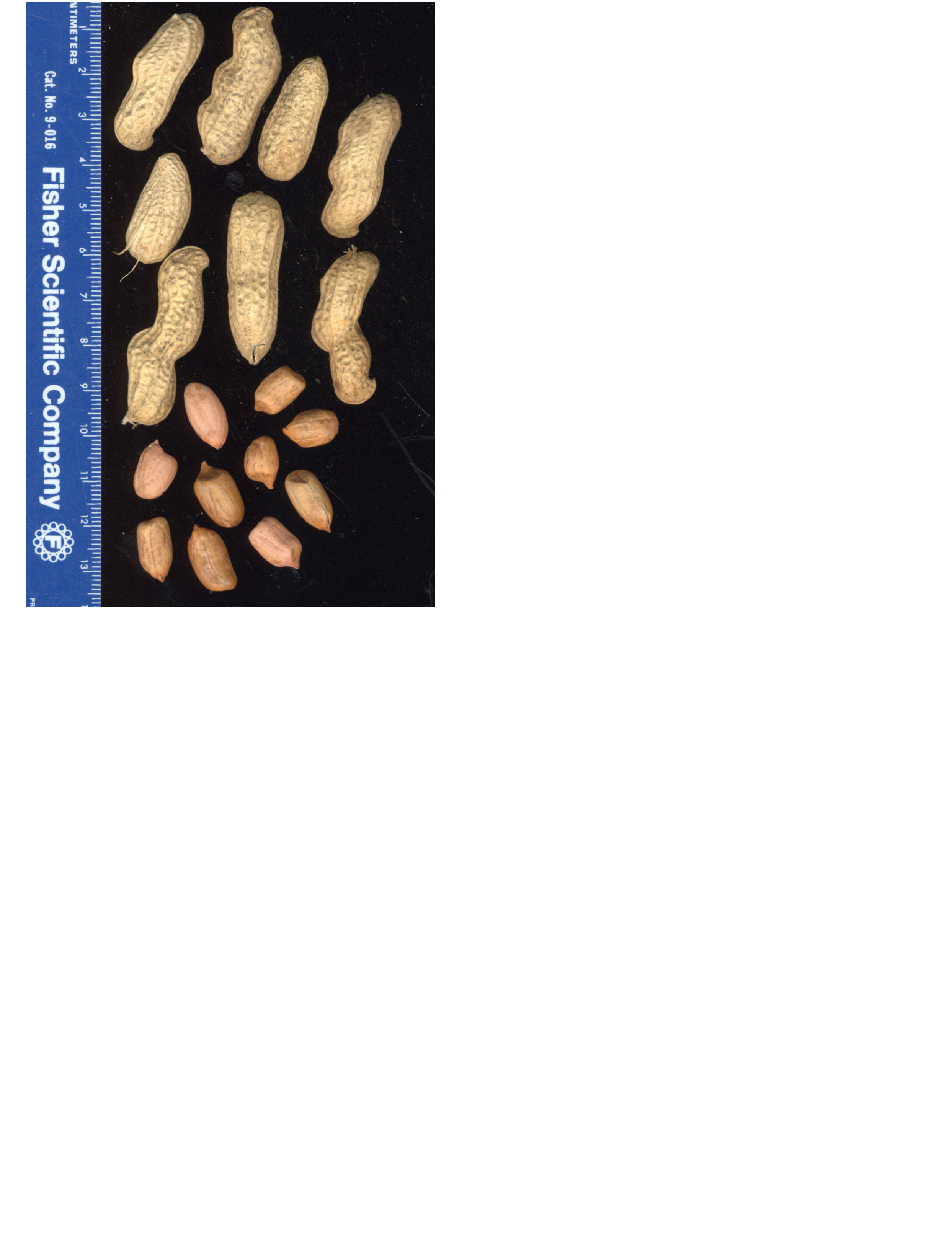 Click for 2 image(s) for this accession. POD