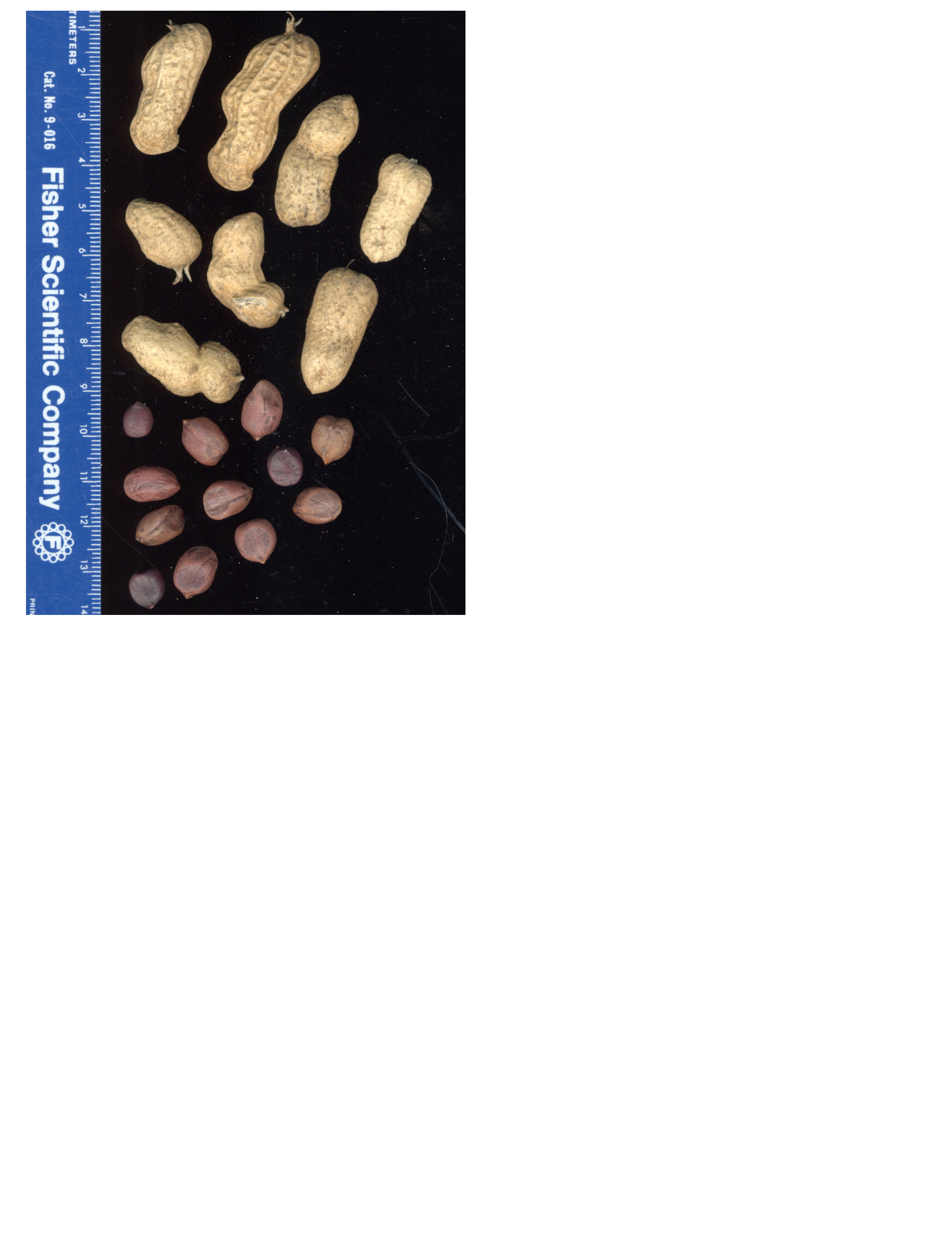 Click for 2 image(s) for this accession. POD