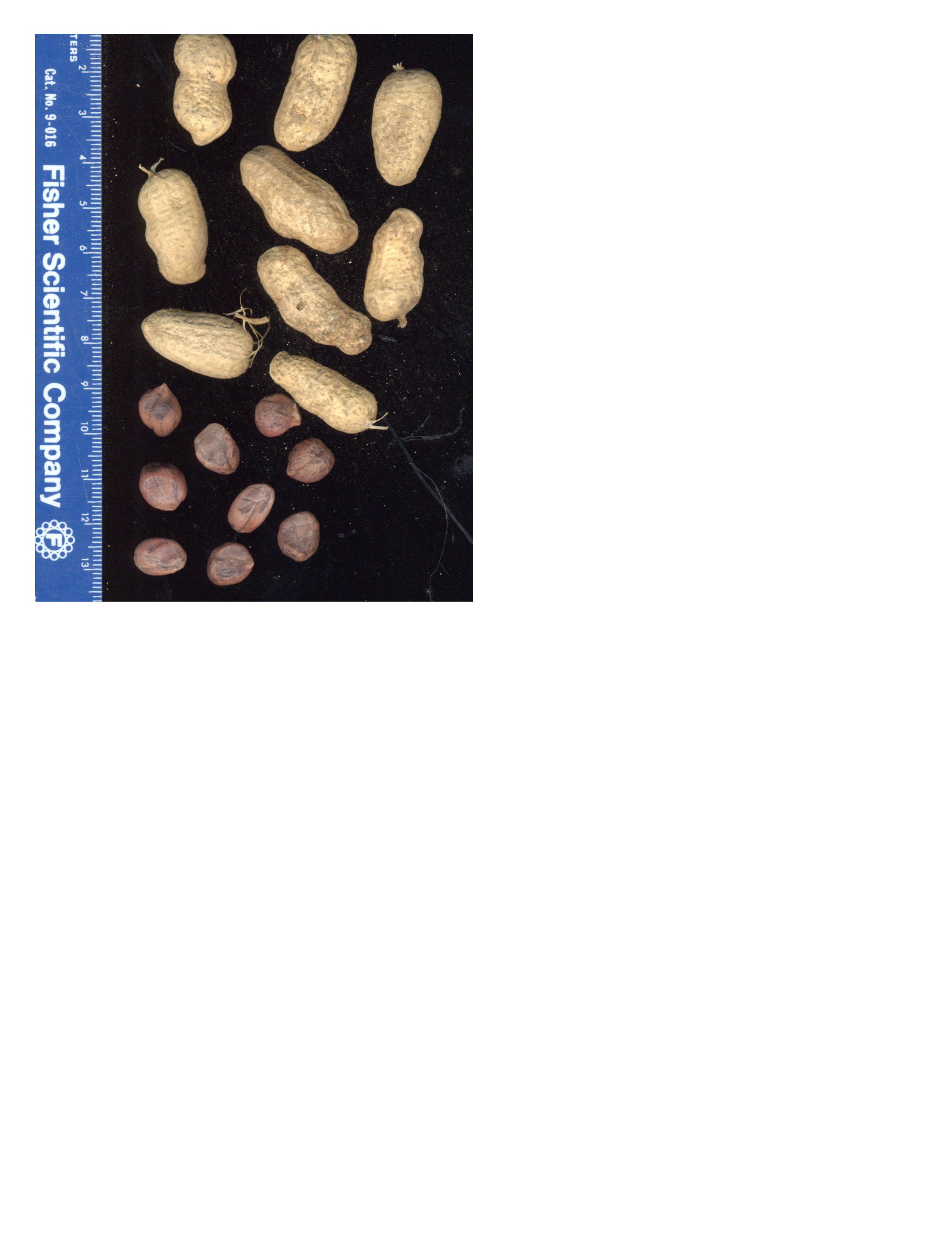 Click for 2 image(s) for this accession. POD