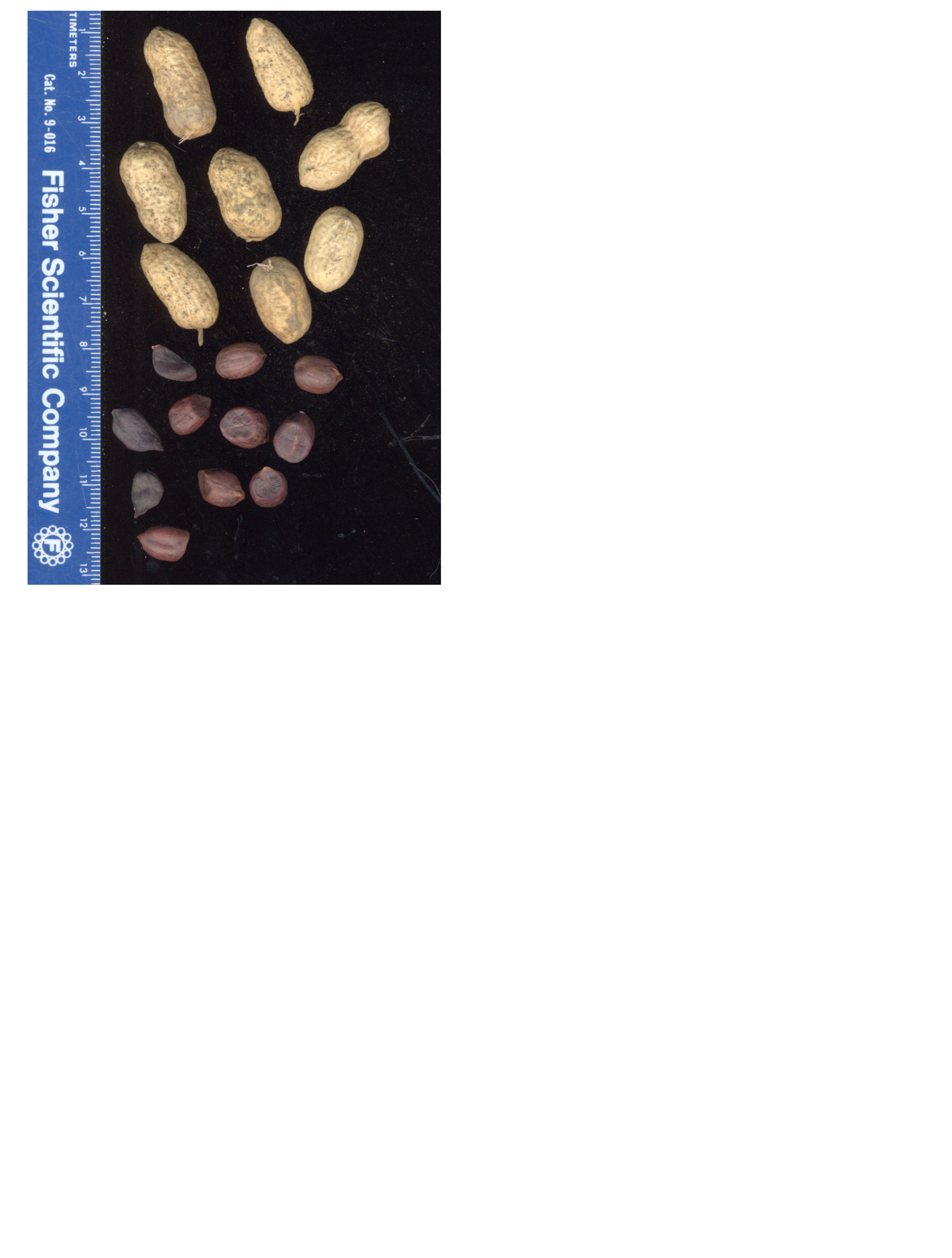 Click for 2 image(s) for this accession. POD