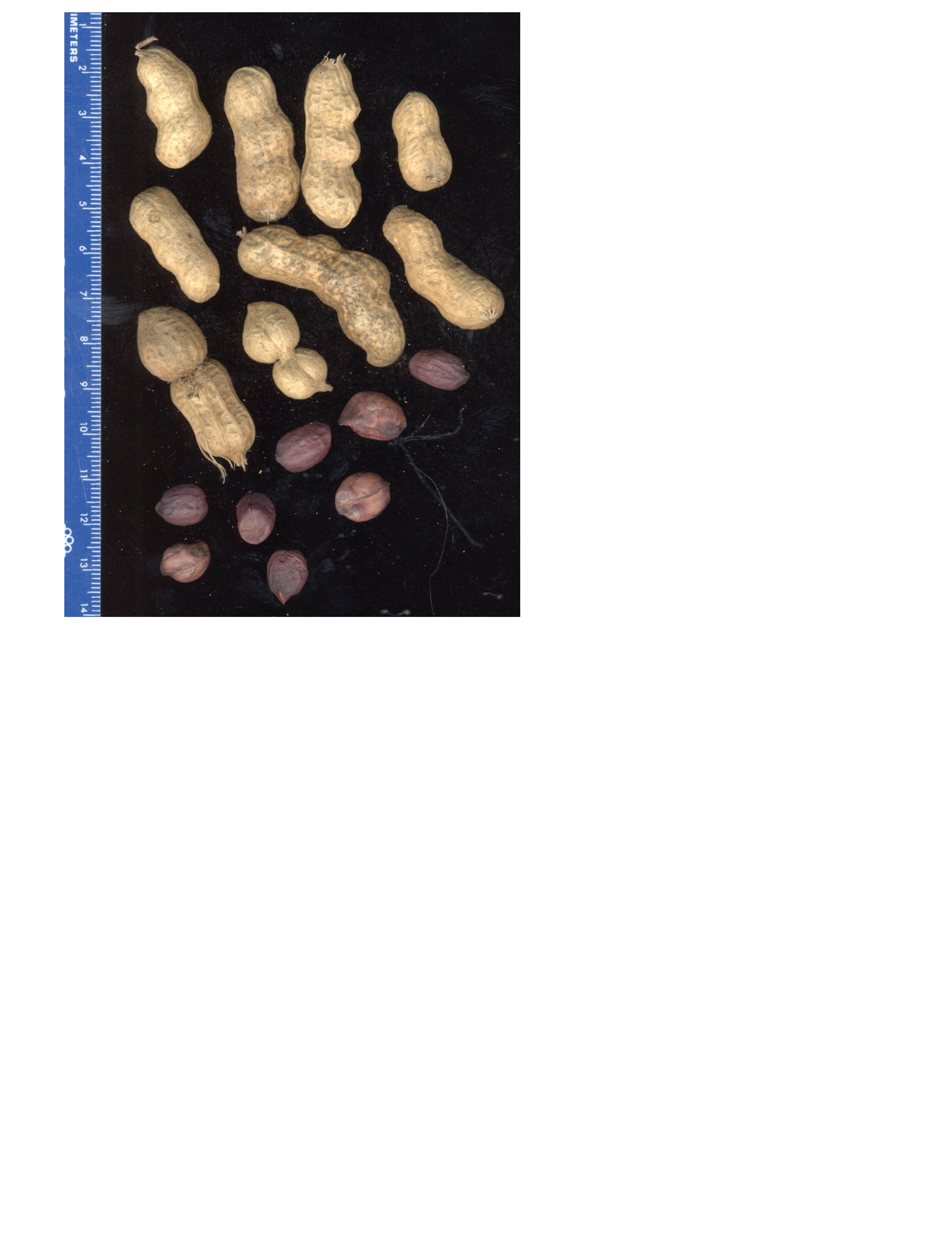 Click for 2 image(s) for this accession. POD