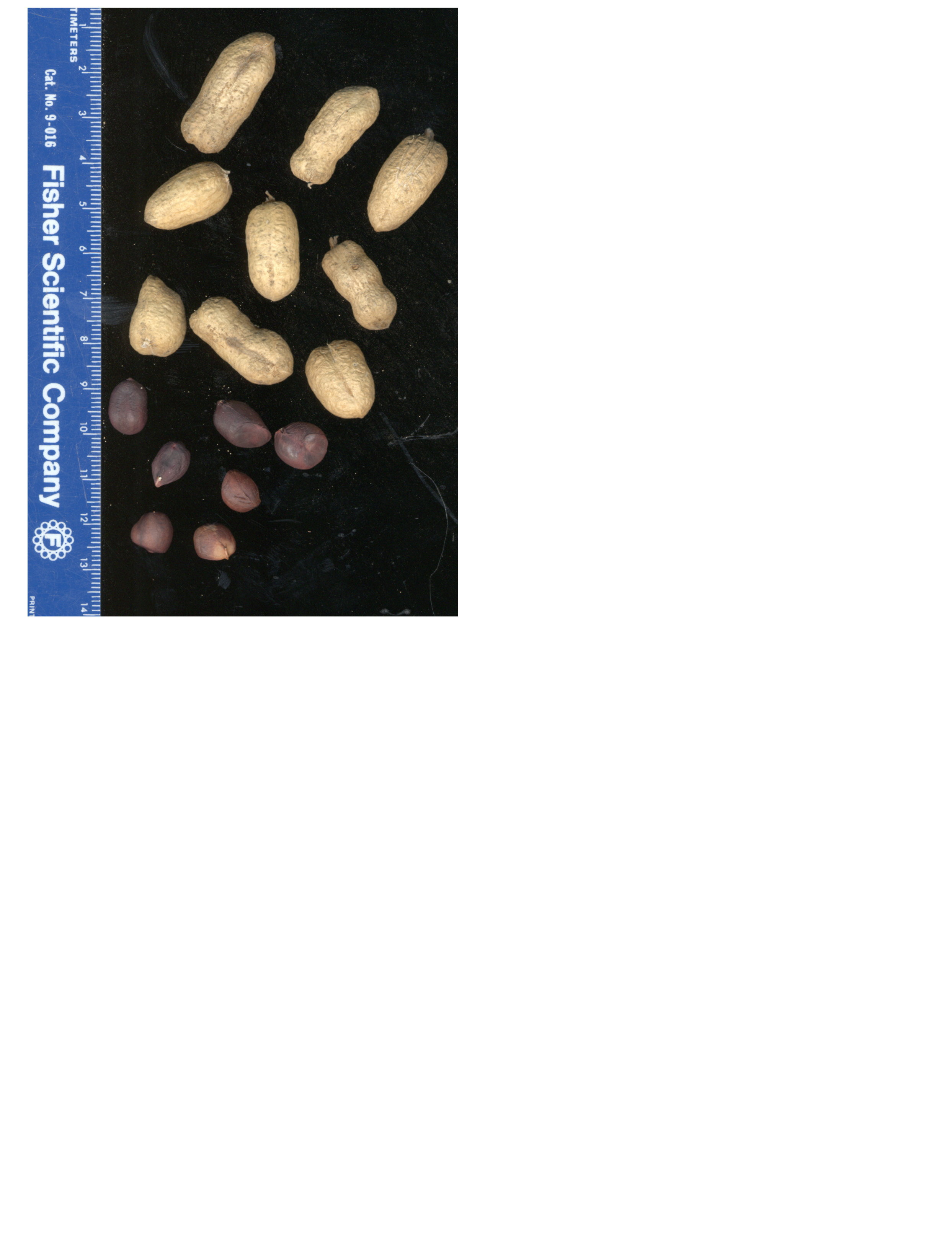Click for 2 image(s) for this accession. POD