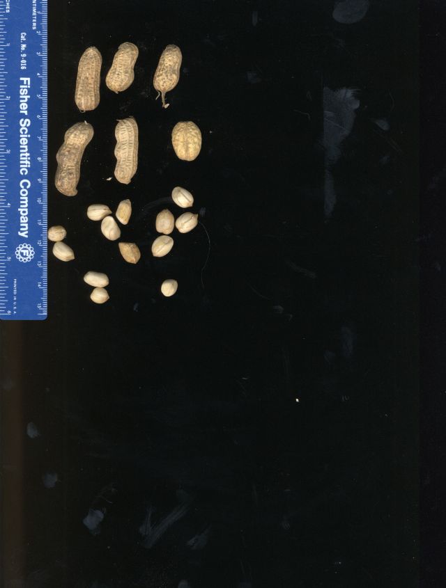 Click for 2 image(s) for this accession. POD