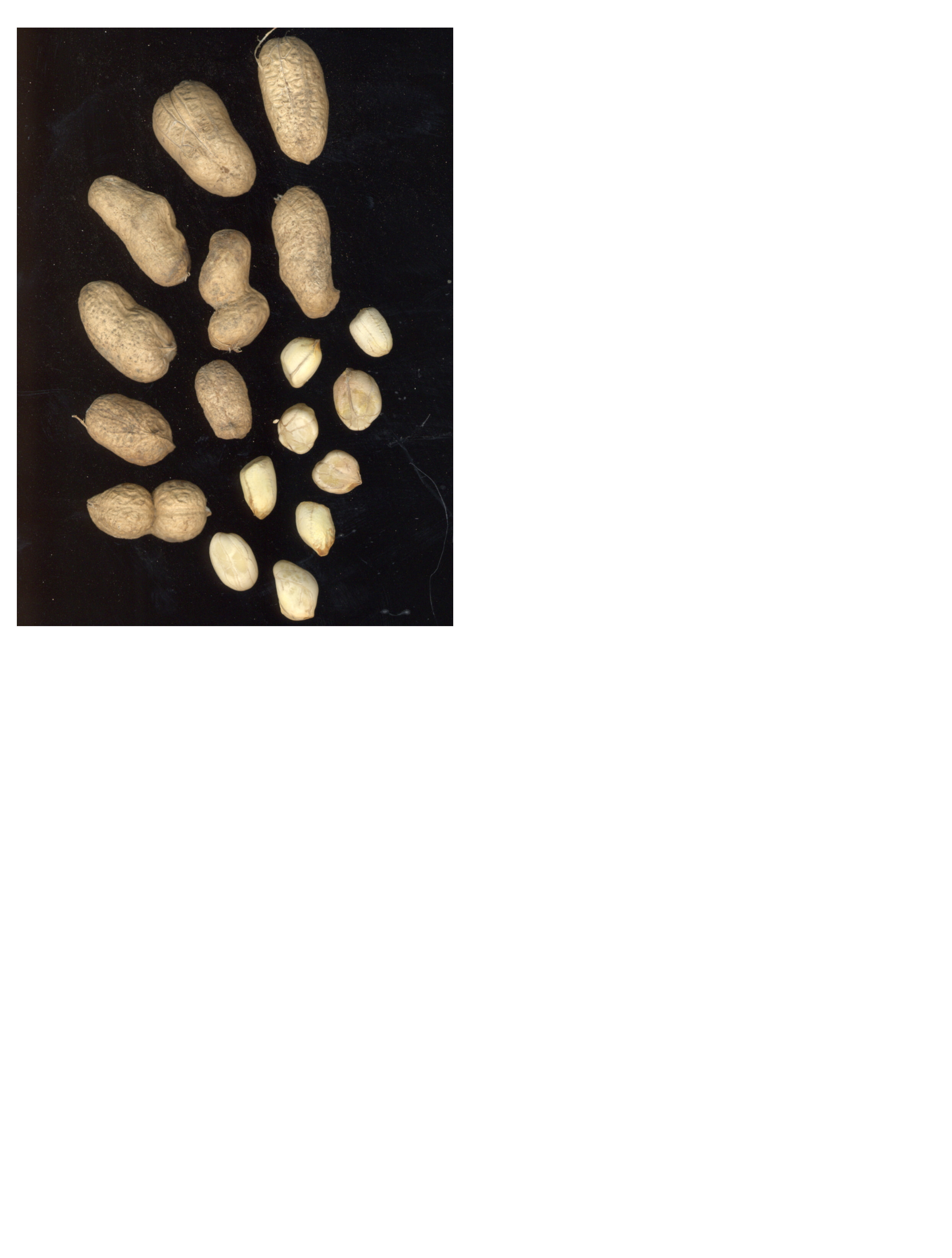 Click for 2 image(s) for this accession. POD