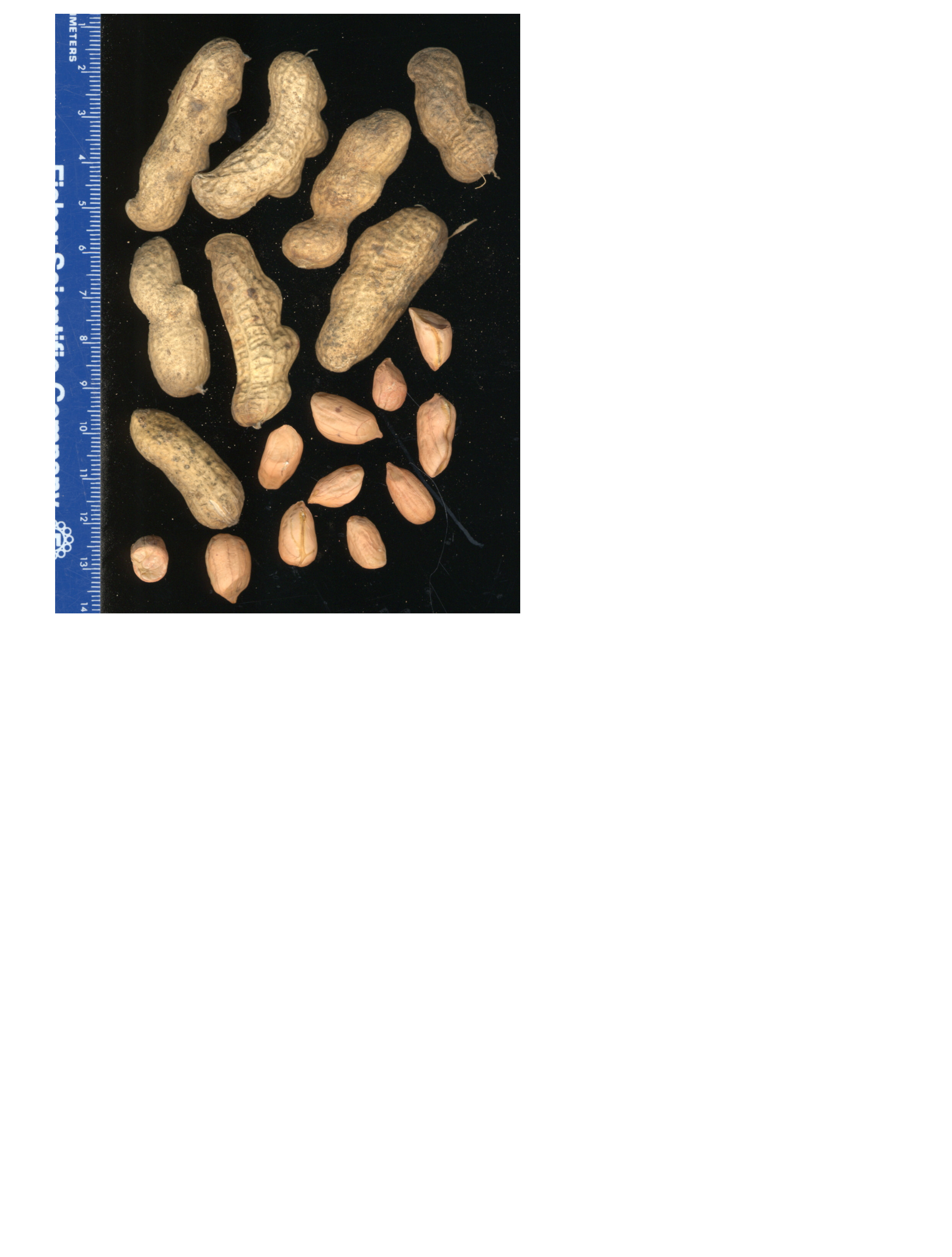 Click for 2 image(s) for this accession. POD