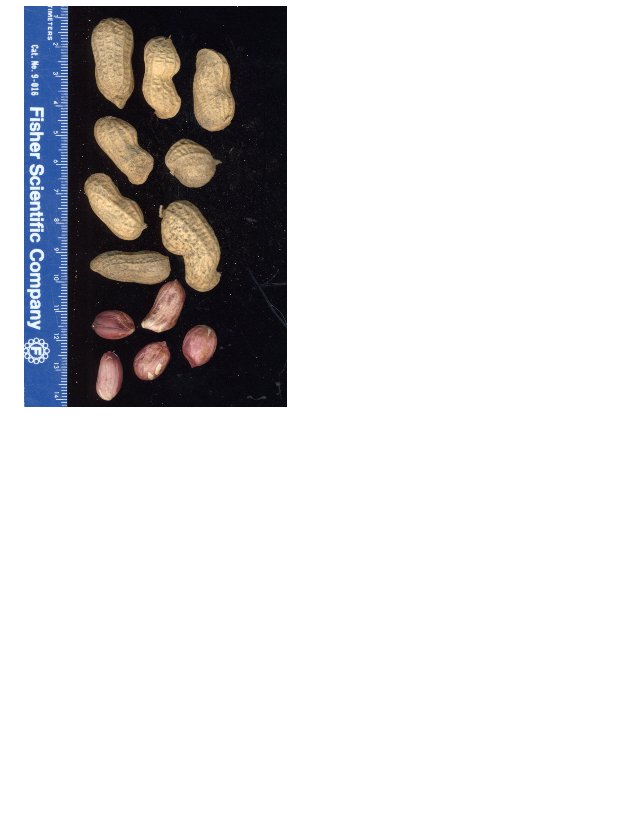 Click for 2 image(s) for this accession. POD