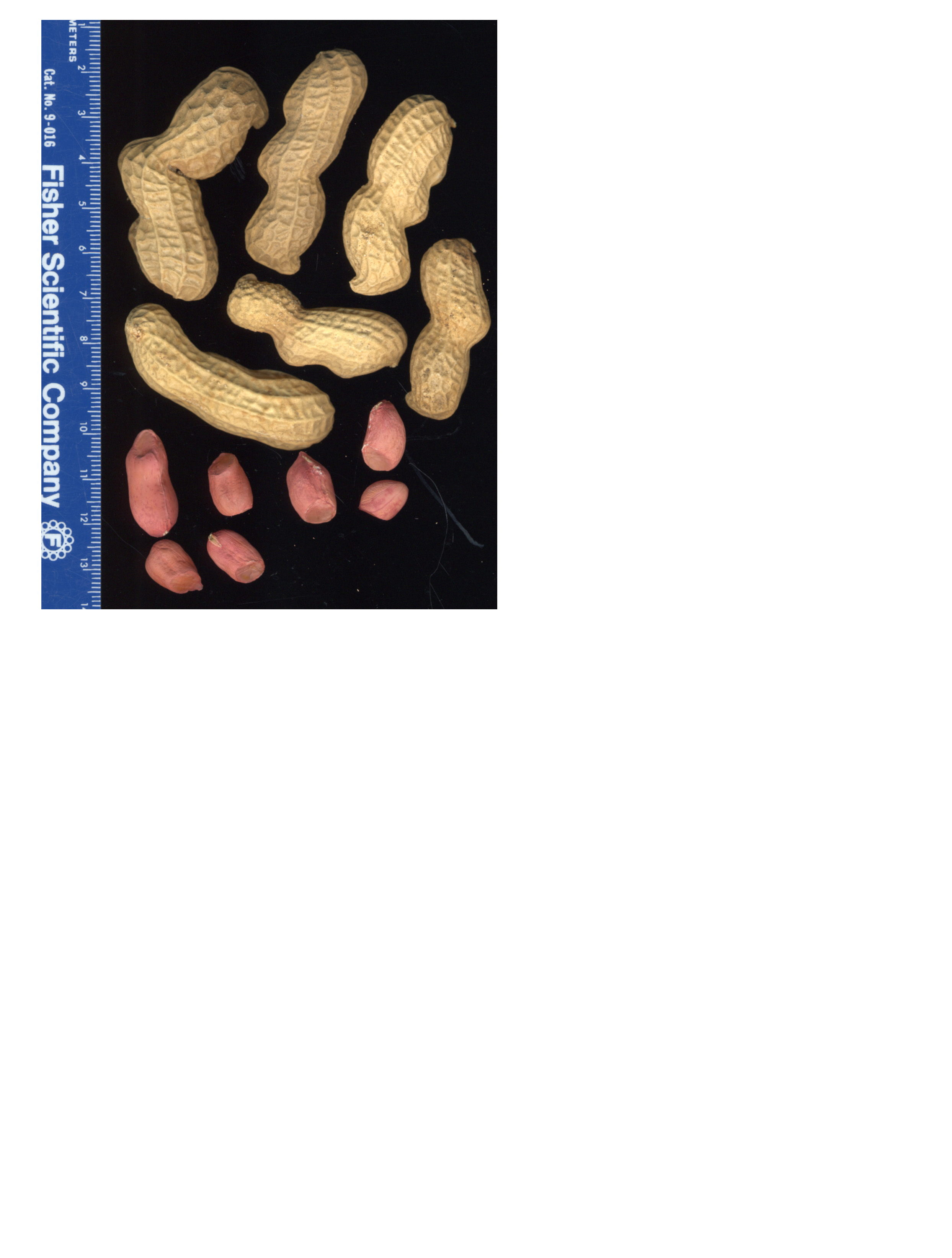 Click for 2 image(s) for this accession. POD
