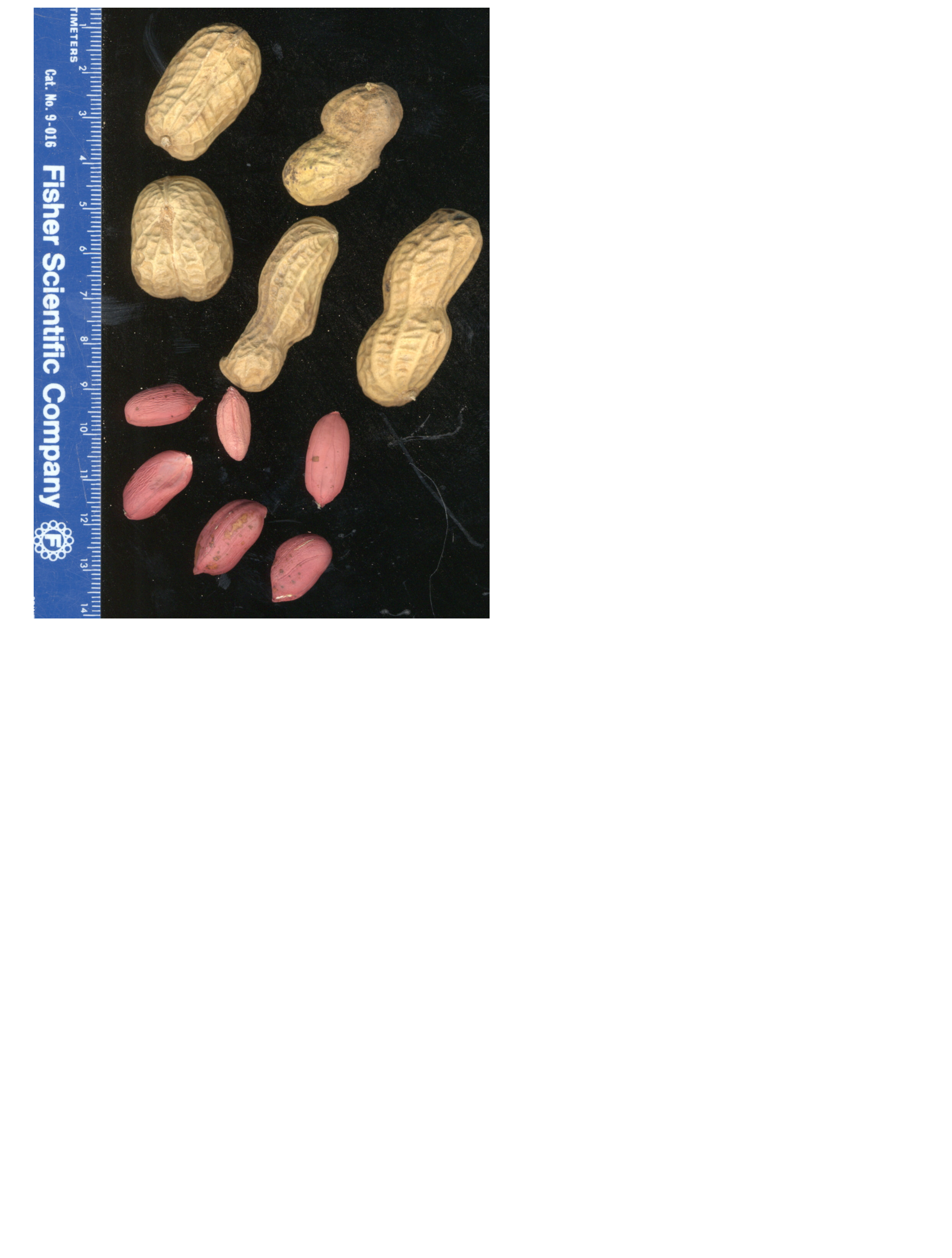 Click for 1 image(s) for this accession. POD