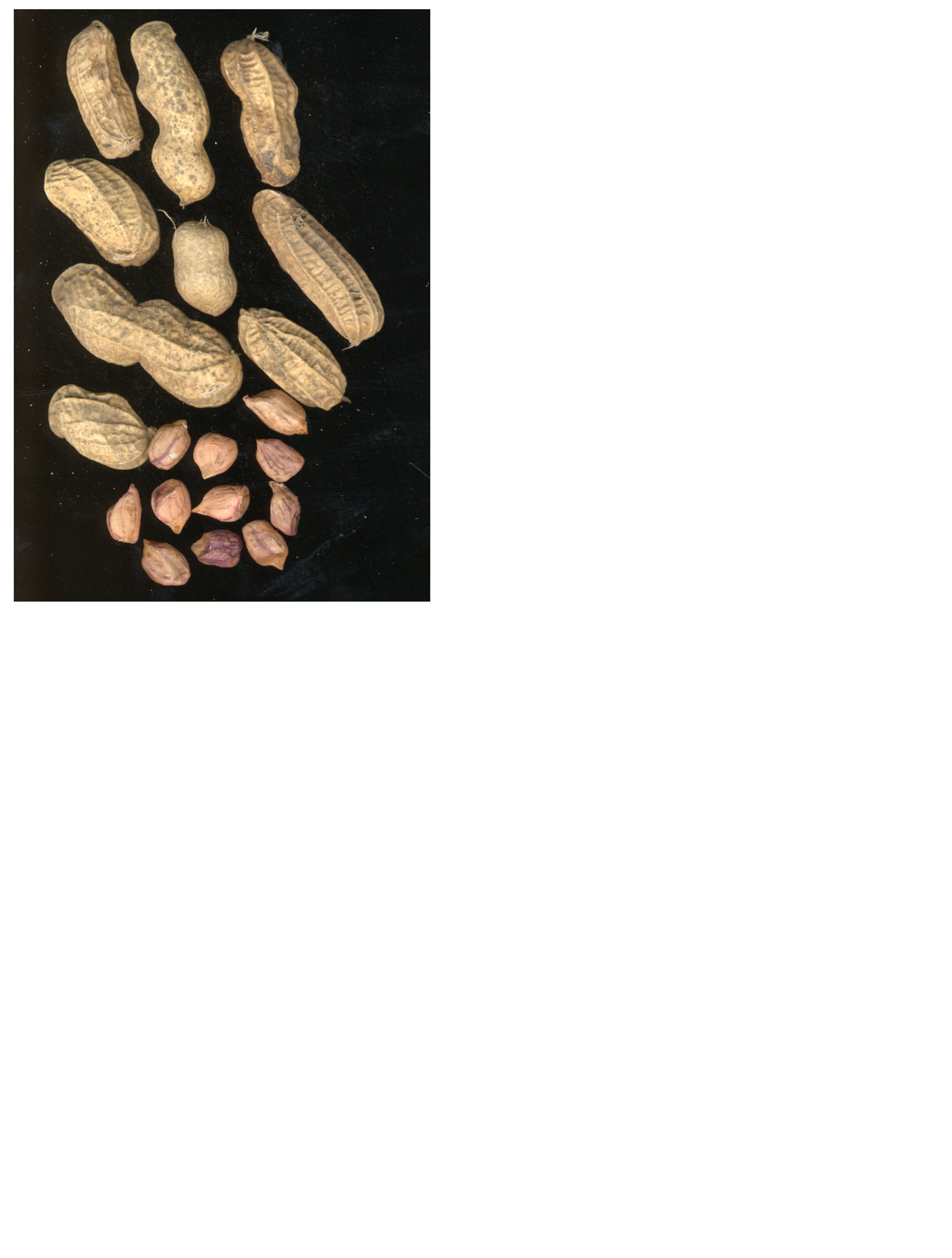 Click for 2 image(s) for this accession. POD