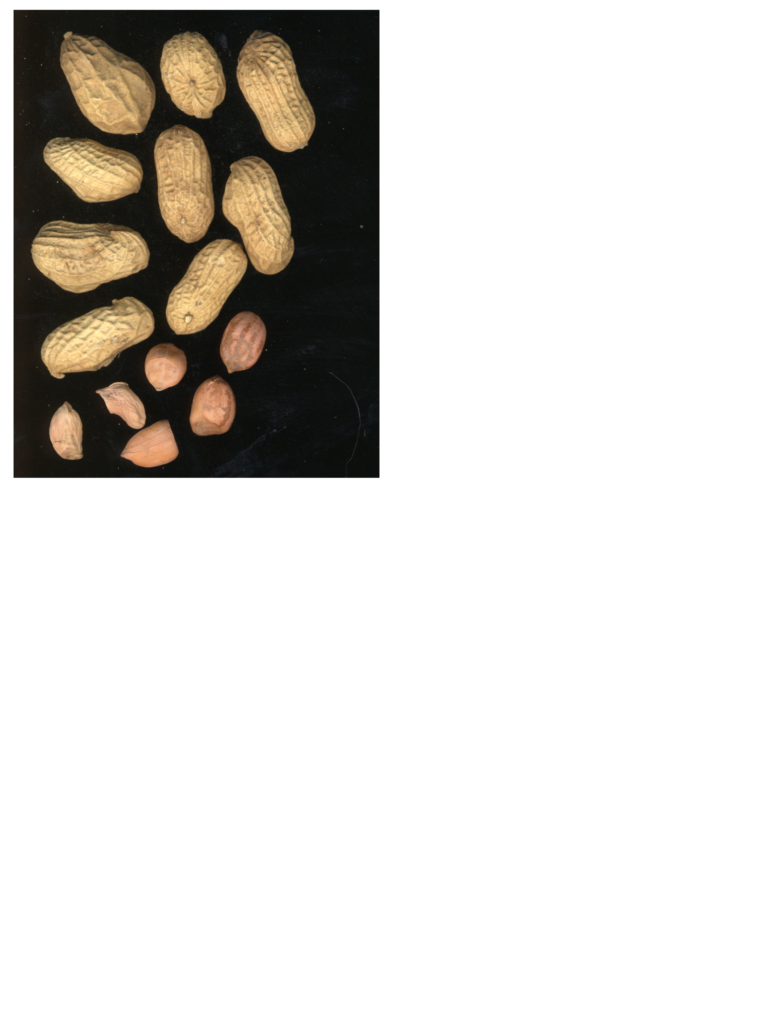 POD